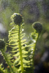 Fern in the forest in drizzle drops