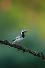 White wagtail holding insect in beak in summer nature