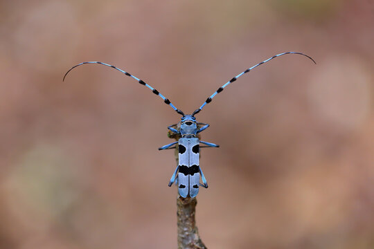 Alpine longhorn beetle sitting on branch in spring