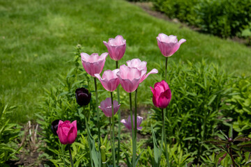 Obraz premium Pink and purple tulips in spring. Green grass background.