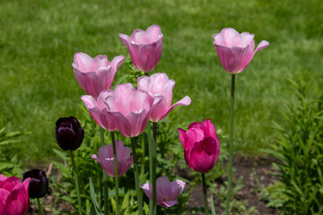 Obraz premium Beautiful pink and purple tulips in spring