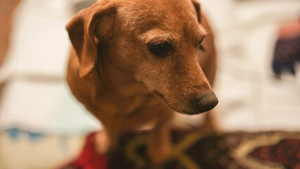 portrait of a dachshund, closeup of an old brown dog