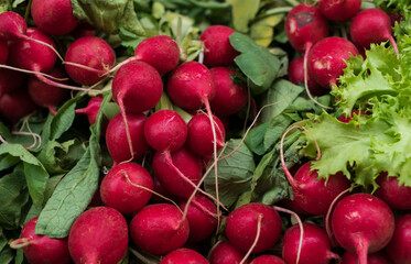 Basket of colorful and healthy red radishes