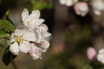 Pink flowers on apple tree with drops