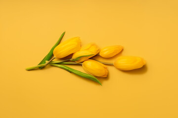 Floral composition of yellow tulips on a yellow background