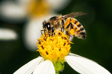 Abeja en flor de romerillo, polinizacion.