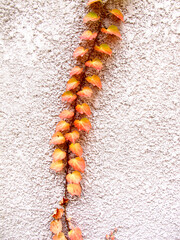 Enredadera
