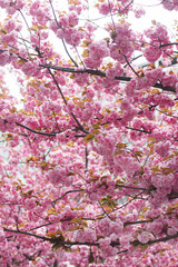 Beautiful blooming sakura branches in sunny light. Pink japanese cherry blossoms in spring park