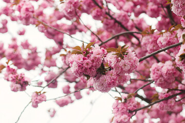 Beautiful blooming sakura branches close up in sunny light. Pink japanese cherry blossoms in spring