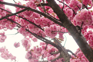 Beautiful blooming sakura branches in sunny light. Pink japanese cherry blossoms in spring park