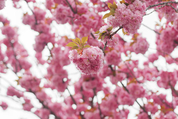 Beautiful blooming sakura branches close up in sunny light. Pink japanese cherry blossoms in spring