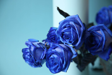 close up of a blue rose