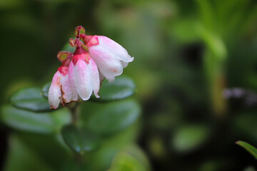 Delicate pink and cream flowers on lingonberry plants