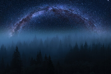 Forest in the mist and stars