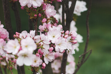 Pink sakura flowers close up on young fresh tree in spring park. Beautiful japanese cherry blossoms