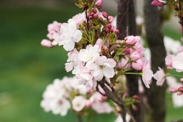 Beautiful blooming sakura flowers close up on green background. Pink cherry blossoms on young tree