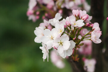 Pink sakura flowers close up on young fresh tree in spring park. Beautiful japanese cherry blossoms