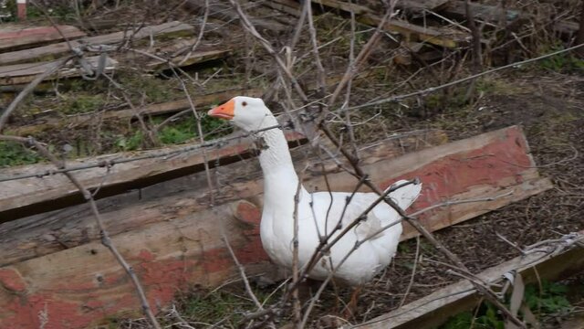Geese walk around the farm yard.
