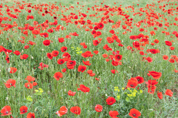 Champ de coquelicots