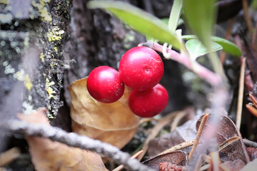 Closeup of red ripe cranberries growing in the summer