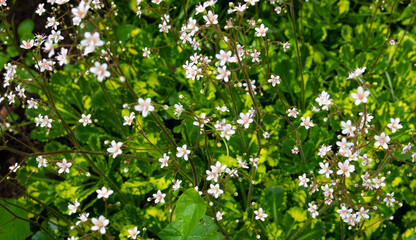 Small white flowers in field on green grass background. Soft focus