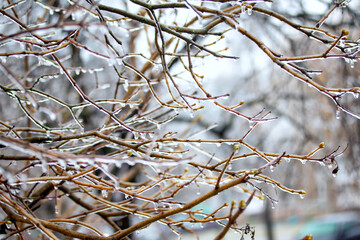 Ice branches of a tree. Winter landscape.