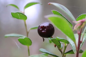 Closeup of red ripe cranberries growing in the summer