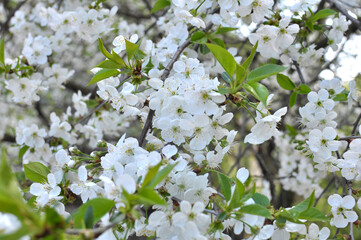 Spring cherry blossom