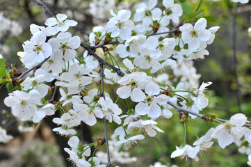 Spring cherry blossom