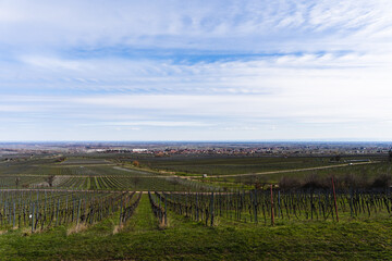 Fototapeta na wymiar View over the vineyards in Pfalz, Germany.
