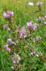 Fototapeta premium In nature, ononis spinosa grows among grasses