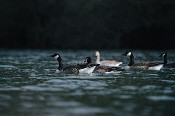 Kanadische und Graue Gänse in einer Gruppe auf einem See, Anser anser
