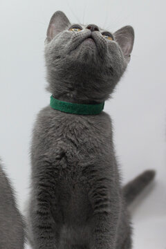 Kittens breed russian blue with white background