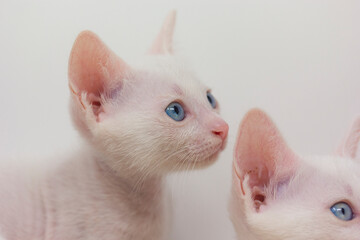 White kittens with blue eyes with white background