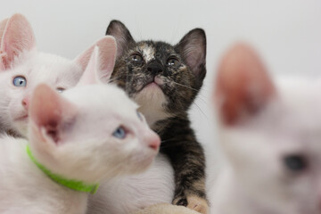 White kittens with blue eyes with white background