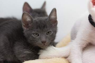 Gray kittens with white background