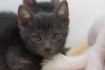 Gray kittens with white background