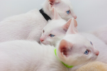 White kittens with blue eyes with white background