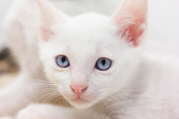Fototapeta na wymiar White kittens with blue eyes with white background