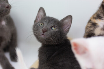 White kittens with blue eyes with white backgroud