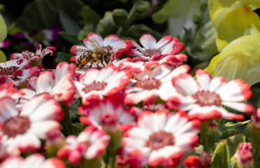 nice view of a honey bee collecting pollen at red flower with blurry background