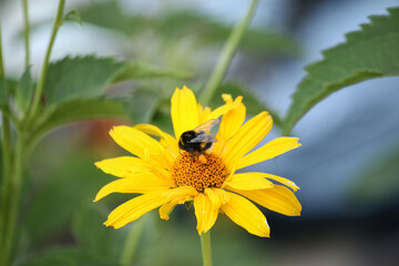 Small striped bumblebee collects pollen on a yellow flower