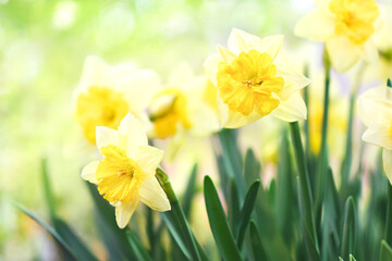 Obraz premium Spring blossoming white and yellow daffodils in garden, springtime blooming narcissus (jonquil) flowers, selective focus, shallow DOF, toned