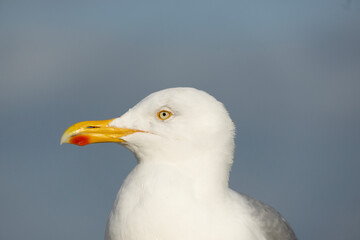 le regard du goeland