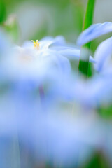 Glory-of-the-snow, Scilla luciliae, flowers in early springtime.