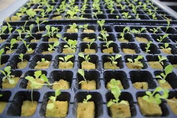 Hydroponic plants in the nursery stage are raised on special media