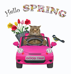 A beige cat with a pail of flowers is driving a pink car. Hello spring. White background. Isolated.