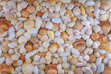 Background covered with different sizes of seashells