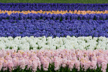 Les jacinthes dans le champs