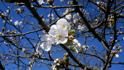 Cherry Blossom